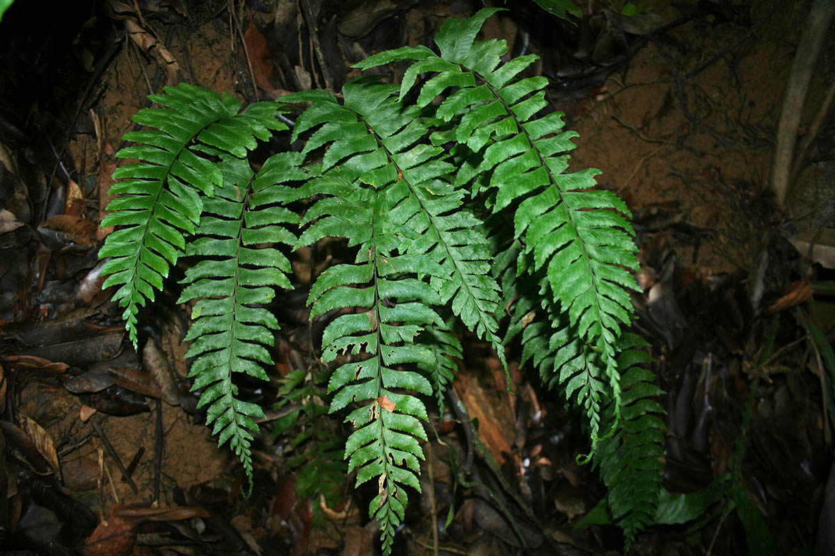 Asplenium unilaterale